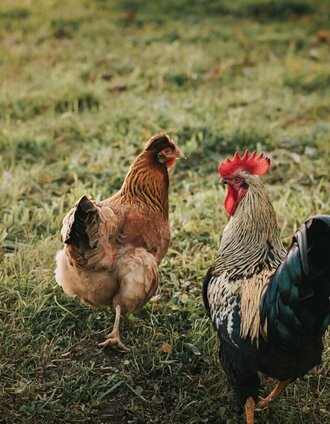 Chickens in the countryside | Lupi Spuma | © Südsteiermark