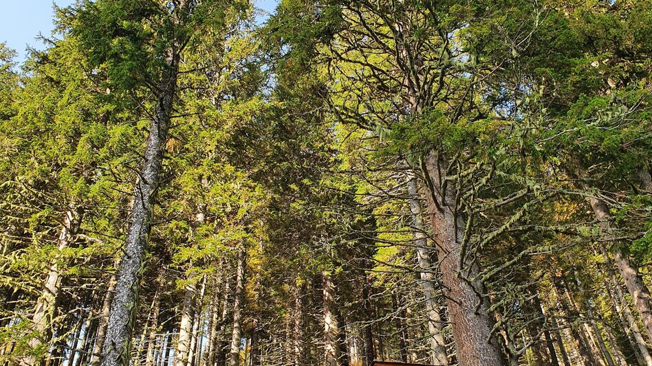 Wanderung Maierangerkogel - Touren-Impression #2.1 | © Erlebnisregion Murtal