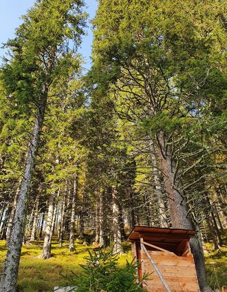 Tour auf den Maierangerkogel | Murtaler Bergfex Martin - www.bergfexmartin.at | © Erlebnisregion Murtal