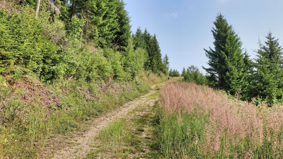 Wanderung Hohe Ranach von Rothenthurm - Touren-Impression #2.4 | © Weges OG