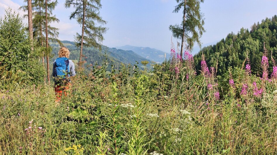 Hiking route Hölzlkogel from Rothenthurm - Touren-Impression #2.4 | © Weges OG