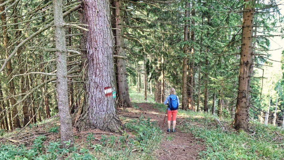 Hiking route Hölzlkogel from Rothenthurm - Touren-Impression #2.9 | © Weges OG