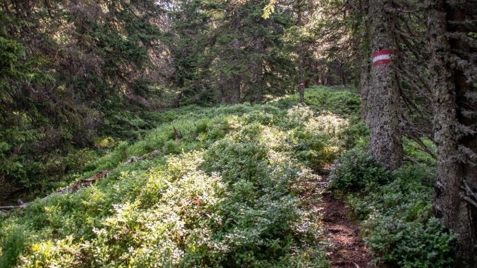 Mountain Hike Blosen - Touren-Impression #2.11 | © TV Gesäuse
