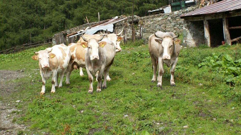 Hiking route By Bus to the Mountain – Hinteralm Crossing - Touren-Impression #2.6 | © Unbekannt
