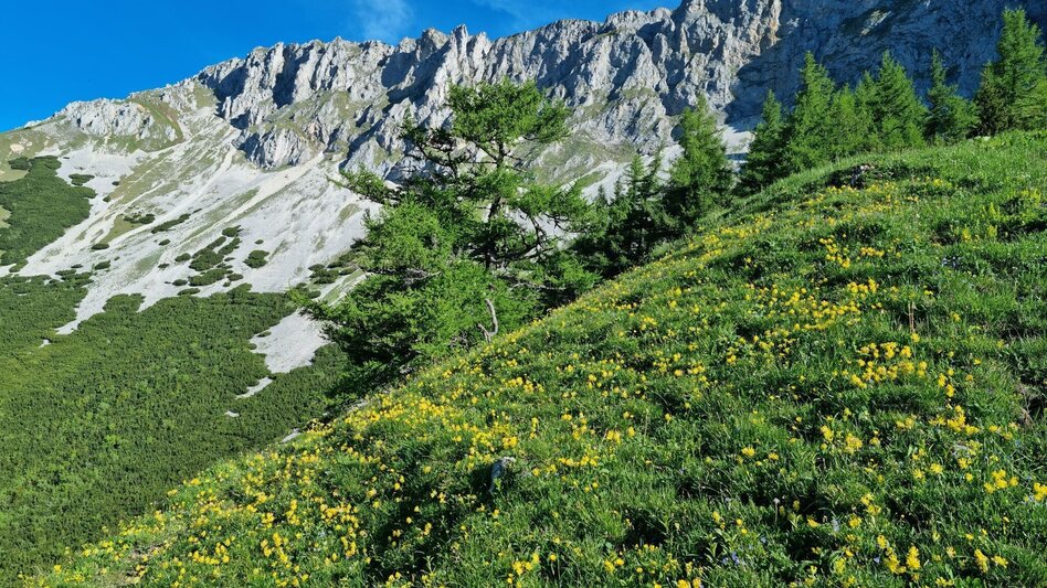 Hiking route By Bus to the Mountain – Hohe Veitsch Crossing - Touren-Impression #2.3 | © TV Hochsteiermark