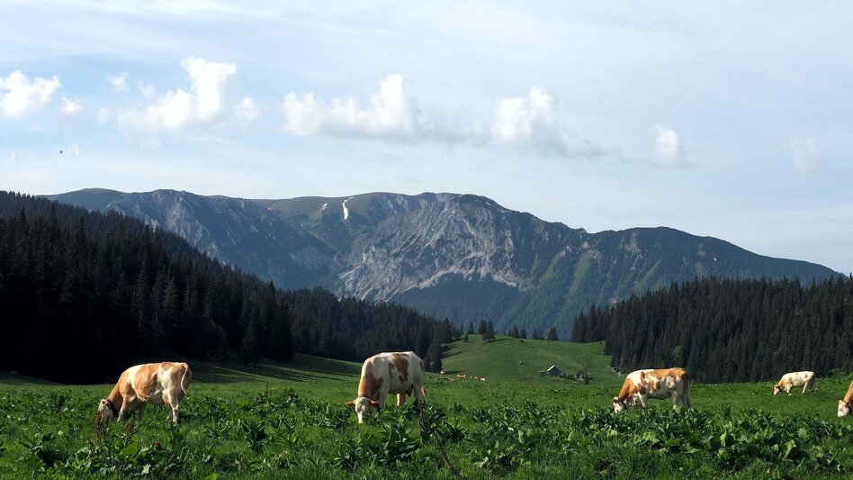 Hiking route By Bus to the Mountain – Tonion Crossing - Touren-Impression #2.3 | © TV Hochsteiermark