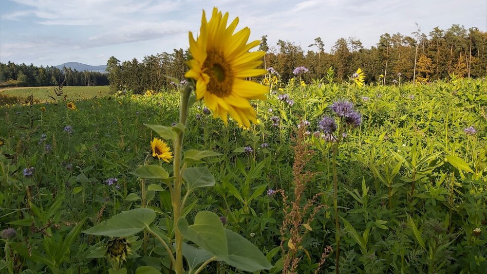 Bike Riding Garden tour Eastern Styria - Touren-Impression #2.11 | © Oststeiermark Tourismus