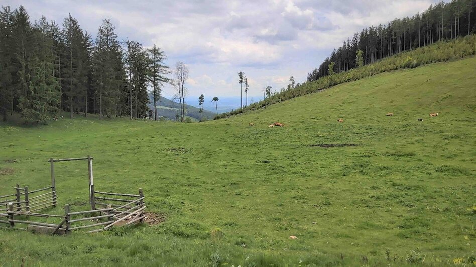Hiking route Sattelberge & Gösser from Passail - Touren-Impression #2.11 | © Oststeiermark Tourismus