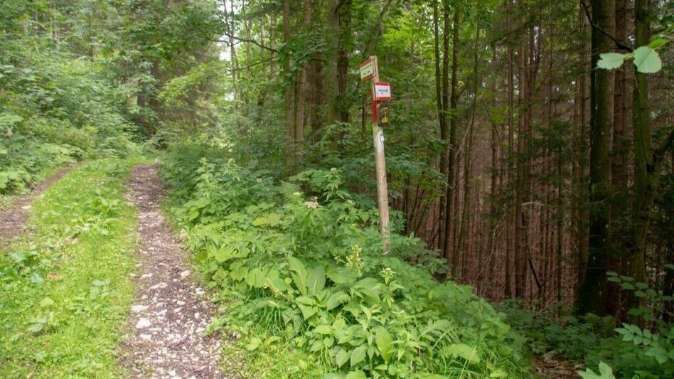 Wanderung Rundwanderweg Burg Strechau - Touren-Impression #2.12 | © TV Gesäuse