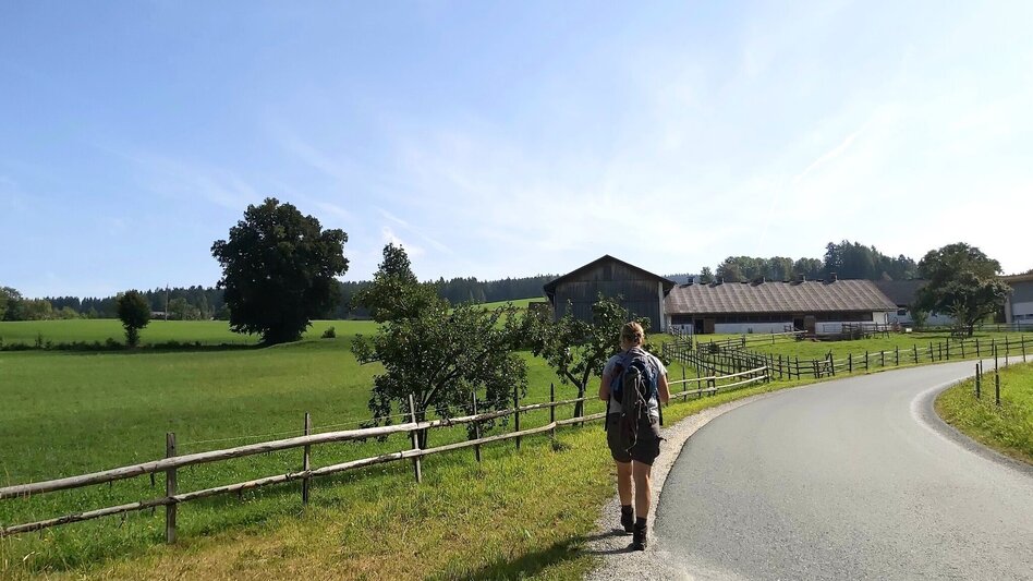 Wanderung Wildwiesenweg, (Strallegg - Wildwiesen Rundweg) - Touren-Impression #2.3 | © Oststeiermark Tourismus