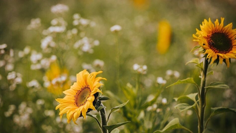 Jogging Gersdorf Lauf - Touren-Impression #2.1 | © Südsteiermark