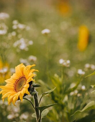 Flower meadow | Lupi Spuma | © Südsteiermark