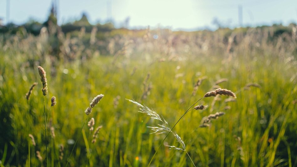Jogging Weinberg Lauf - Touren-Impression #2.3 | © Schilcherland Steiermark