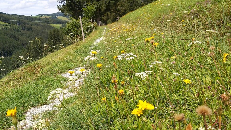 Theme path Moonway, Ratten - Touren-Impression #2.8 | © Oststeiermark Tourismus