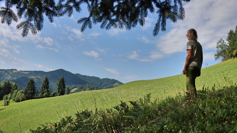 Hiking route Oberzeiring - circular hike to the transmitter - Touren-Impression #2.8 | © Weges OG