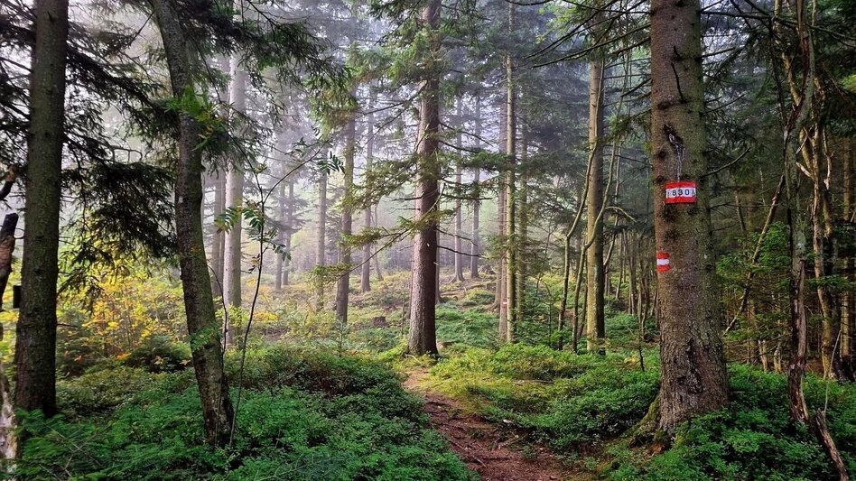 Hiking route Vom Preiner Gscheid auf die Hohe Scheibe im Naturpark Mürzer Oberland - Touren-Impression #2.7 | © TV Hochsteiermark
