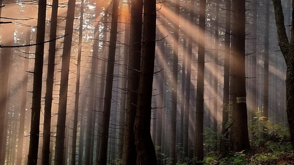 Hiking route Vom Preiner Gscheid auf die Hohe Scheibe im Naturpark Mürzer Oberland - Touren-Impression #2.10 | © TV Hochsteiermark