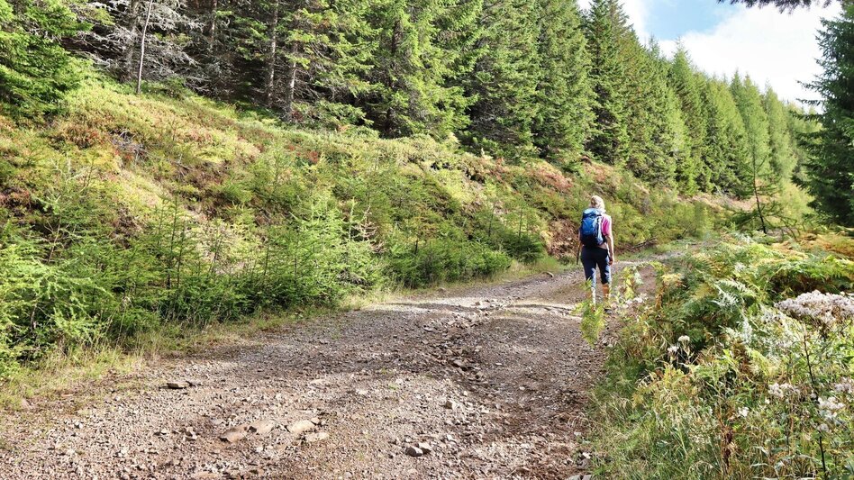Wanderung Schafkogel von St. Georgen ob Judenburg - Touren-Impression #2.3 | © Weges OG