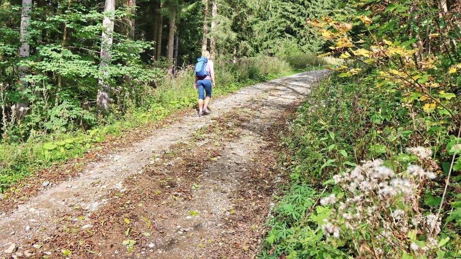 Wanderung Schafkogel von St. Georgen ob Judenburg - Touren-Impression #2.5 | © Weges OG