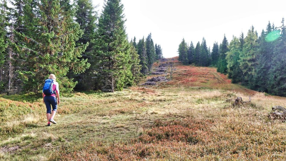Wanderung Schafkogel von St. Georgen ob Judenburg - Touren-Impression #2.10 | © Weges OG