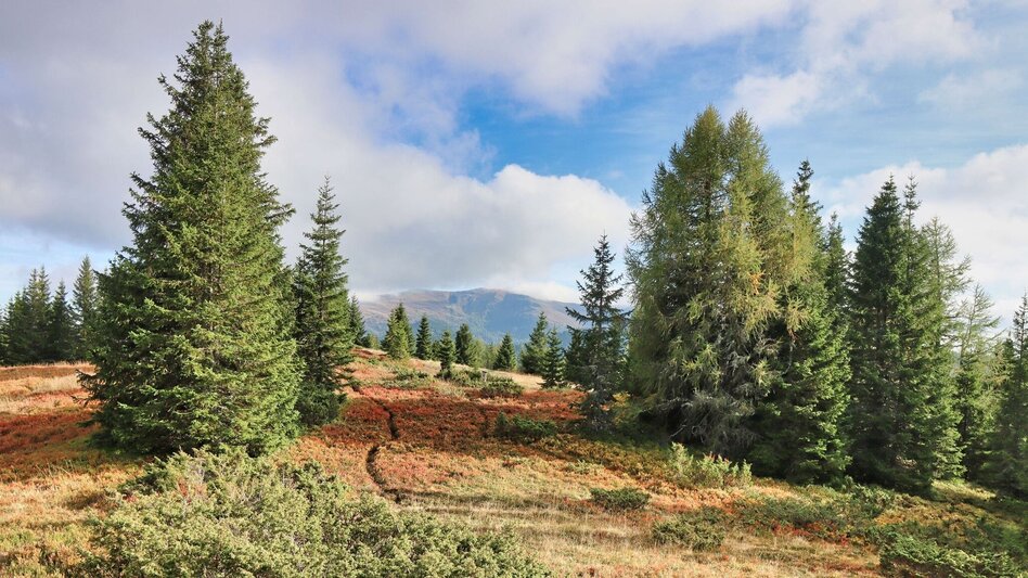 Wanderung Schafkogel von St. Georgen ob Judenburg - Touren-Impression #2.12 | © Weges OG