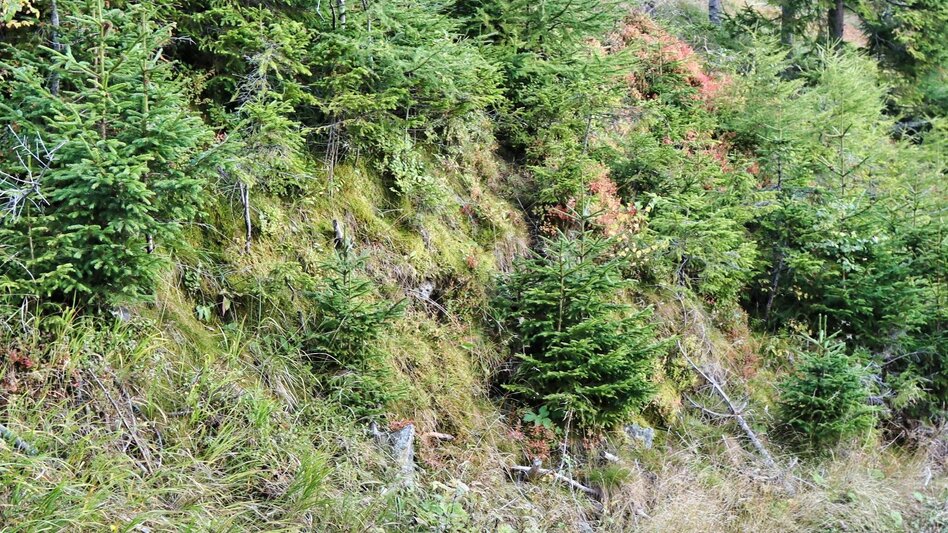 Hiking route Weißeck starting in St. Georgen ob Judenburg - Touren-Impression #2.4 | © Weges OG