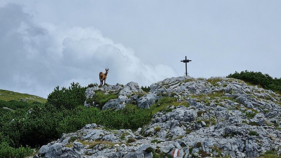 Klettersteig Wildfährte und Zahmes Gamseck im Naturpark Mürzer Oberland - Touren-Impression #2.8 | © TV Hochsteiermark