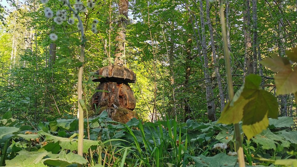 Wanderung Rundwanderung von Gößl zum Toplitzsee - Touren-Impression #2.8 | © Ausseerland