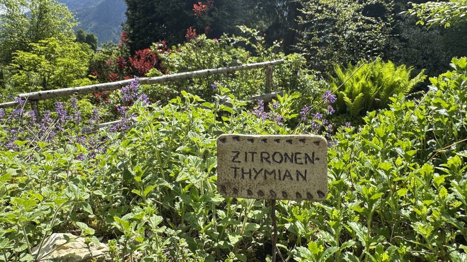 Hiking route Circular hike to the Alpine Garden and across the Reiterer Plateau - Touren-Impression #2.5 | © TVB Ausseerland Salzkammergut_Theresa Schwaiger