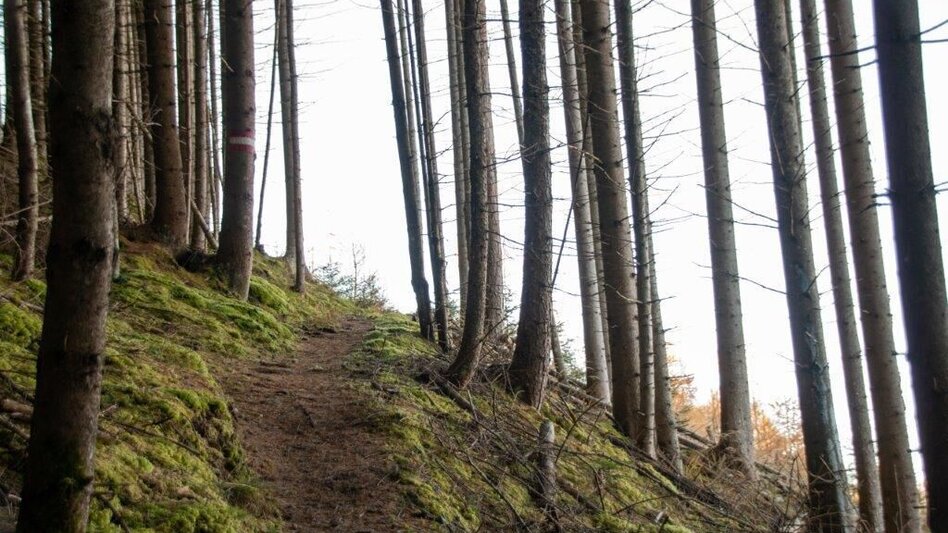 Wanderung Hohe Trett / Stein - Touren-Impression #2.4 | © TV Gesäuse