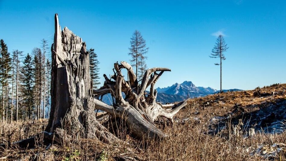 Wanderung Hohe Trett / Stein - Touren-Impression #2.10 | © TV Gesäuse