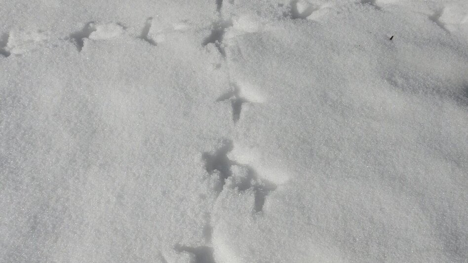 Winter Hiking Winter Hike Ofenstegweg - Touren-Impression #2.4 | © Erlebnisregion Schladming-Dachstein