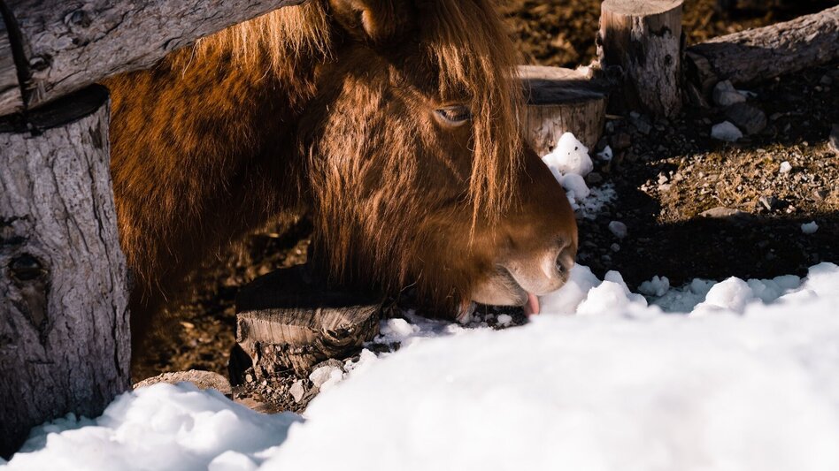 Winter Hiking Winter Hike Ofenstegweg - Touren-Impression #2.8 | © Erlebnisregion Schladming-Dachstein
