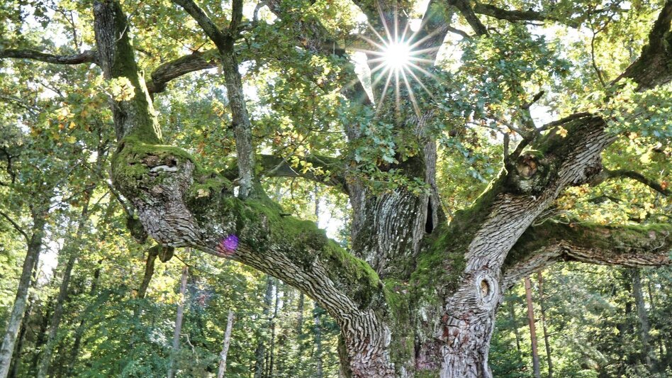 Hiking route Safentalweg Bad Blumau - Touren-Impression #2.2 | © Thermen- & Vulkanland