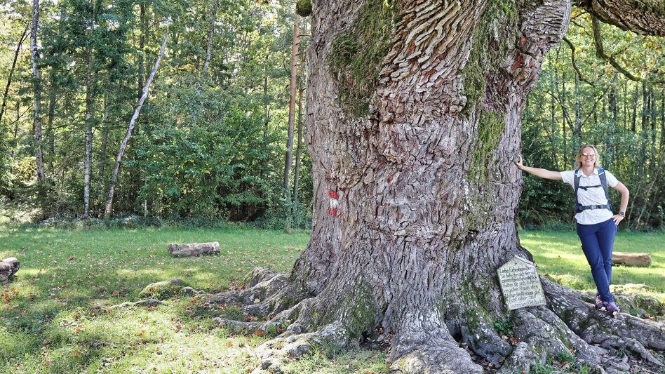 Hiking route Safentalweg Bad Blumau - Touren-Impression #2.3 | © Thermen- & Vulkanland
