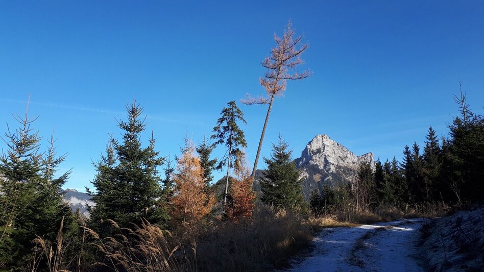 Mountainbike MTB Panorama LN 13 - Touren-Impression #2.3 | © Tourismusverband ERZBERG LEOBEN