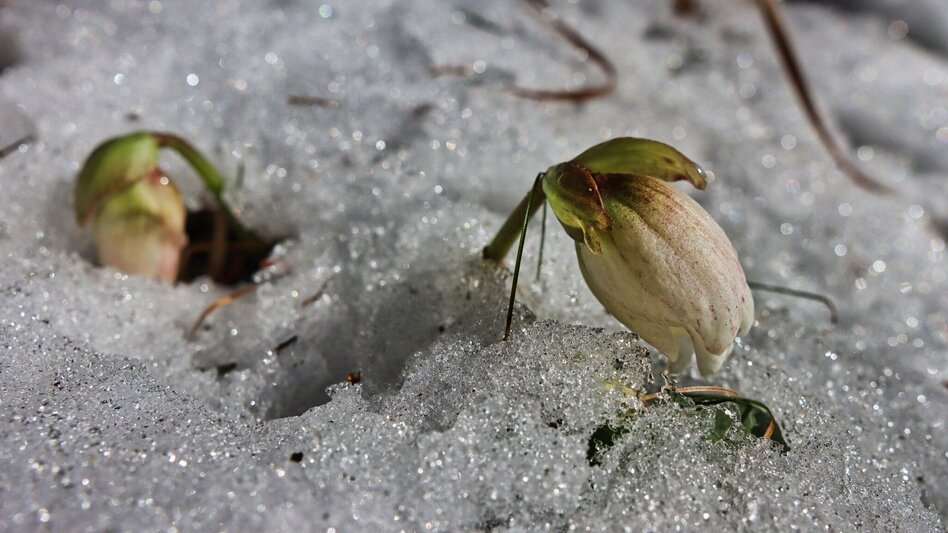 Winterwandern Kammern entlang des Marterlweges Nr. 2 kennenlernen - Touren-Impression #2.4 | © Weges OG