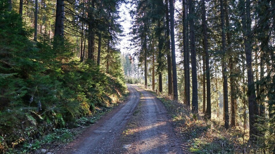 Mountain Biking MTB - Tour - Tobiasalm - Touren-Impression #2.2 | © WEGES OG