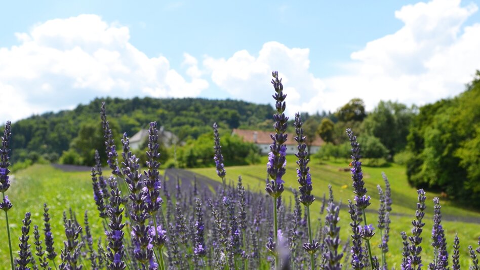 Road Cycling Sausal Zick-Zack - Touren-Impression #2.3 | © Südsteiermark