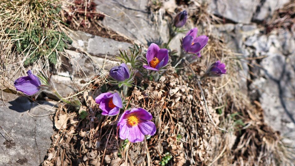 Wanderung Blütenwanderung am Häuselberg - Die Gokoloanzen blüht - Touren-Impression #2.5 | © Weges OG