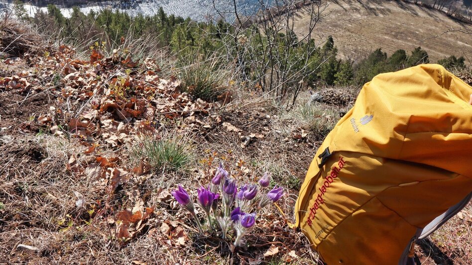 Wanderung Blütenwanderung am Häuselberg - Die Gokoloanzen blüht - Touren-Impression #2.6 | © Weges OG