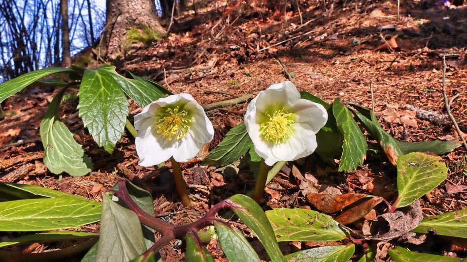 Wanderung Blütenwanderung am Häuselberg - Die Gokoloanzen blüht - Touren-Impression #2.9 | © Weges OG