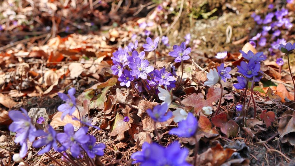 Wanderung Blütenwanderung am Häuselberg - Die Gokoloanzen blüht - Touren-Impression #2.13 | © Weges OG