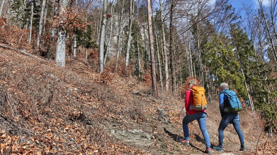 Wanderung Blütenwanderung am Häuselberg - Die Gokoloanzen blüht - Touren-Impression #2.15 | © Weges OG