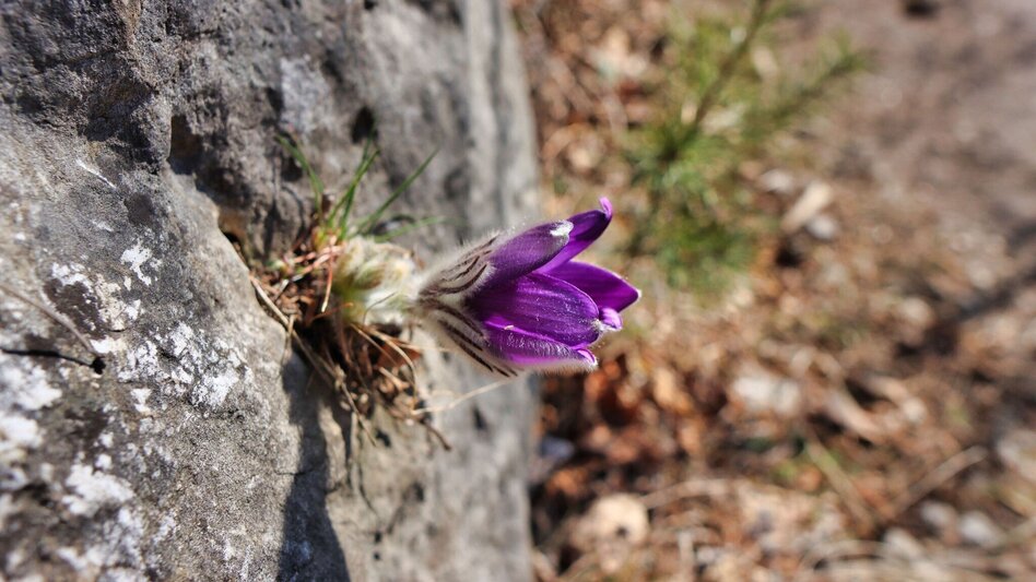 Wanderung Blütenwanderung am Häuselberg - Die Gokoloanzen blüht - Touren-Impression #2.17 | © Weges OG