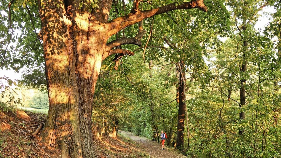 Wanderung Styrian Iron Trail - 9. Etappe St.Peter-Freienstein - Niklasdorf - Touren-Impression #2.23 | © Weges OG