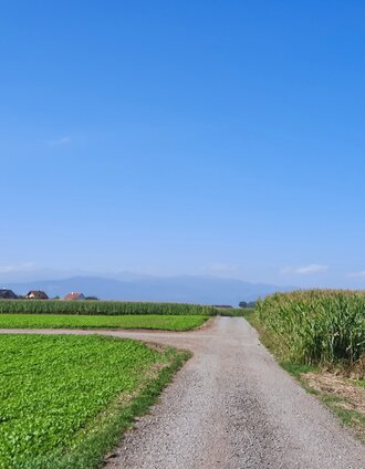 Zwischen den Feldern halten wir uns immer geradeaus | WEGES OG | © WEGES OG