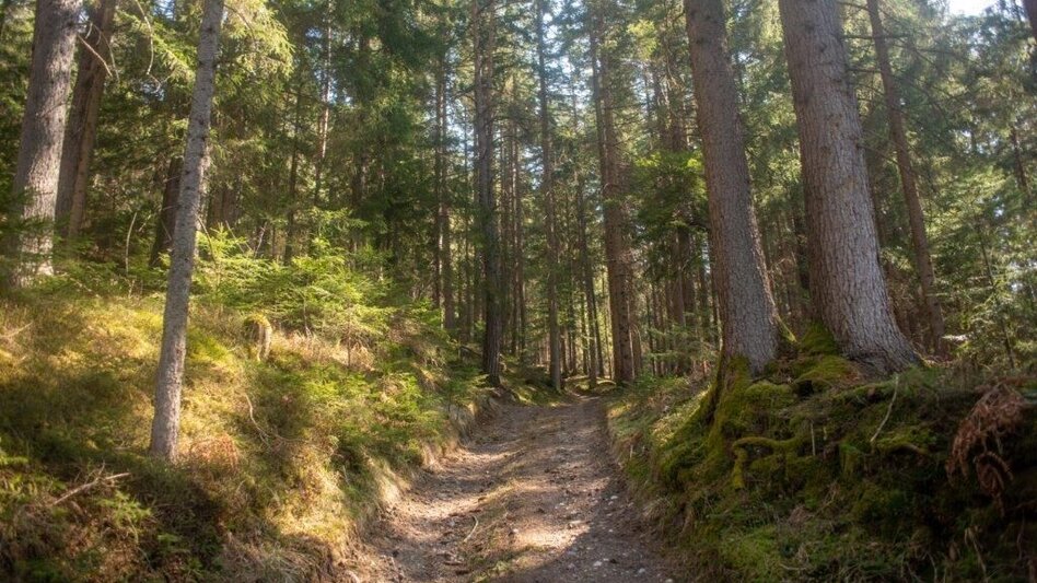 Wanderung Mitterbergrunde - Lassing - Touren-Impression #2.8 | © TV Gesäuse