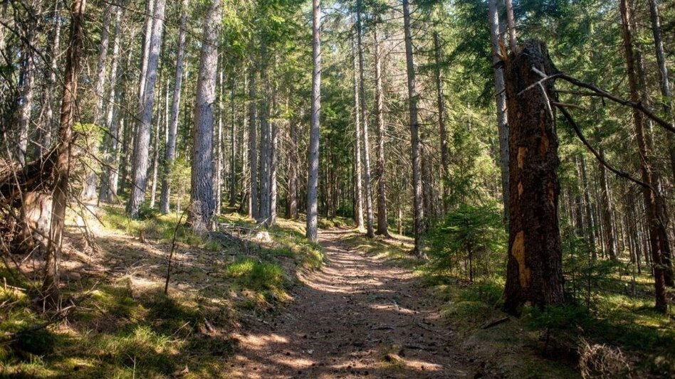 Wanderung Sonnbergrunde - Lassing - Touren-Impression #2.7 | © TV Gesäuse