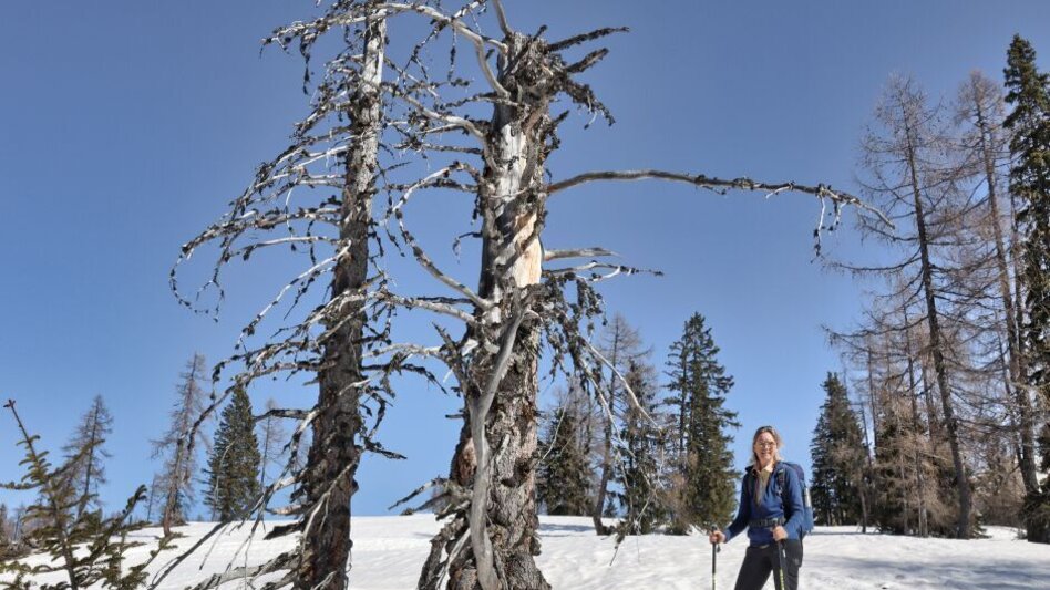 Snowshoe walking Snowshoe hike over the Tauplitzalm to the Rosskogel - Touren-Impression #2.3 | © www.weg-es.at